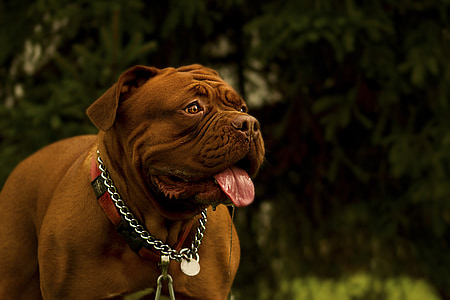 selective focus photography of adult mahogany French mastiff thumbnail