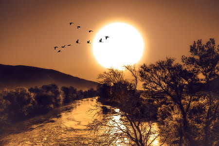 silhouette photography of trees and birds thumbnail