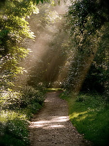 photography of trees at daytime thumbnail