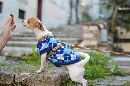 adult smooth tan and white Chihuahua with blue shirt on focus photo thumbnail