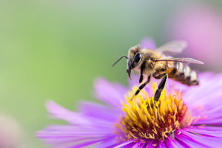 honey bee perching on purple and yellow flowers in self focus photography thumbnail