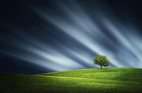 long exposure photograph of tree thumbnail