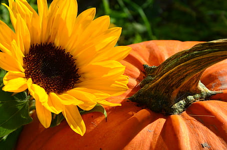 sunflower beside pumpkin thumbnail