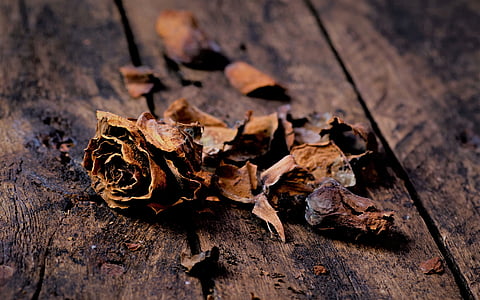 dried rose flowers thumbnail
