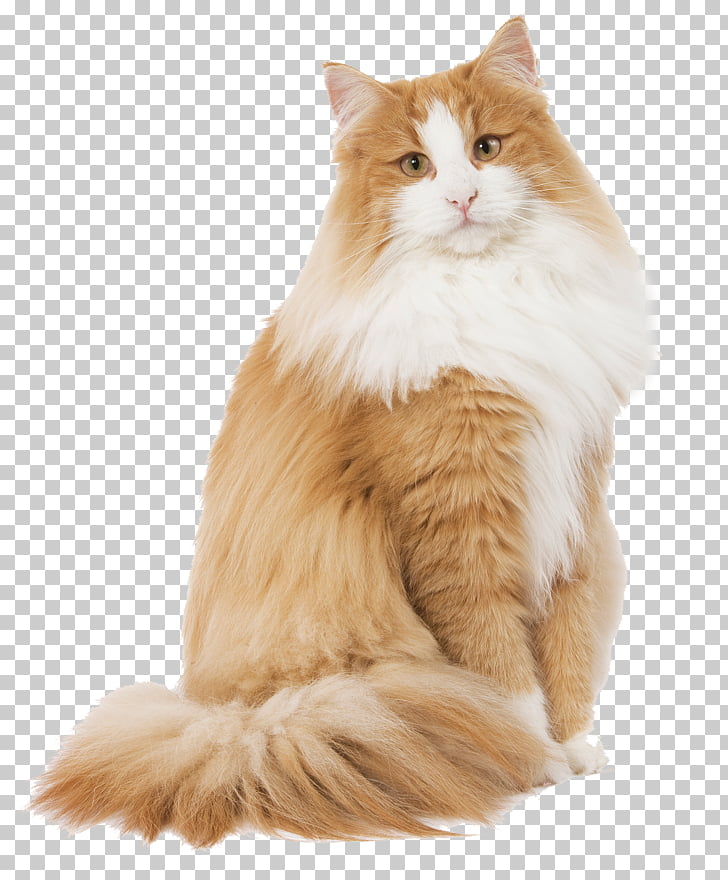 Norwegian Forest Cat Cat Food Kitten Dog Pet Lovely Cat Png