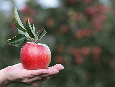person showing ripe apple thumbnail
