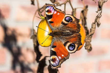 peacock butterfly on round orange fruit thumbnail