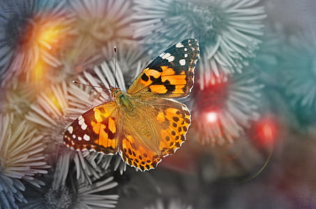 selective focus photography of skipper butterfly perched on flower thumbnail