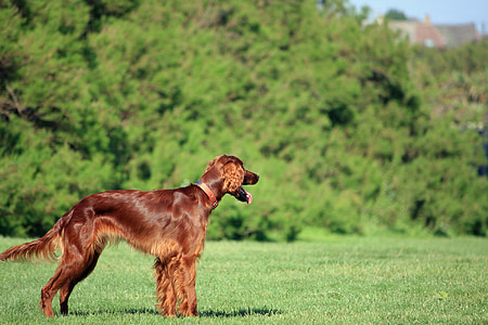 adult red Irish setter thumbnail
