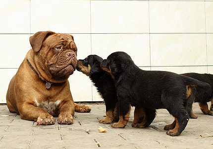 French Mastiff with Rottweiler puppies thumbnail