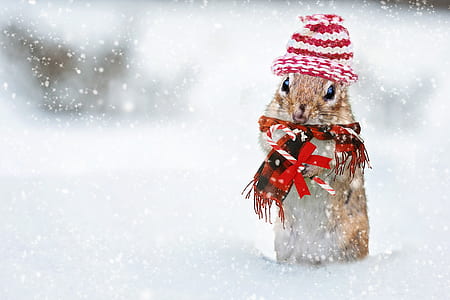 focus photography of brown hamster on snowy place thumbnail