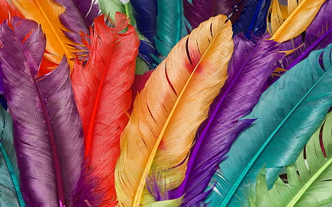 assorted-color feather decors thumbnail