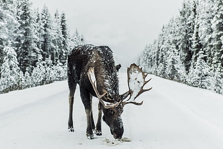 moose on snow covered pathway surrounded by trees thumbnail