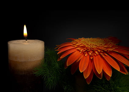red Gerbera daisy flower and lighted pillar candle thumbnail