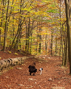 woman sitting near dog in forest during daytime thumbnail