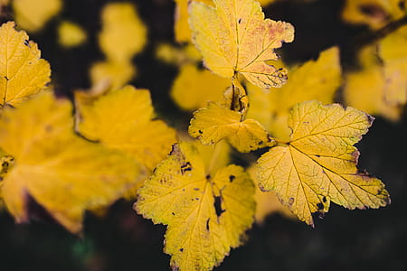 Autumn Details thumbnail