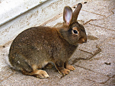 photo of brown rabbit on grey floor thumbnail
