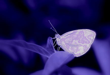 purple butterfly perched on purple leaf in closeup photography thumbnail