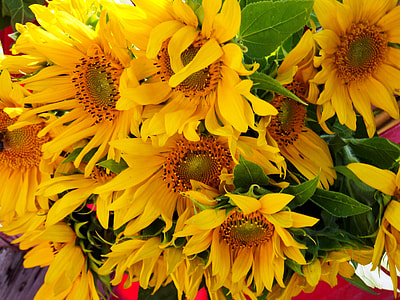 Sun Flower, Sunflower Seeds thumbnail