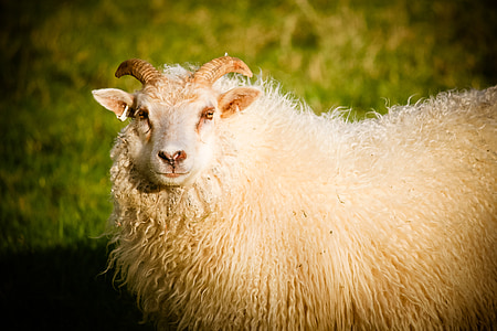 brown ram near green grasses thumbnail