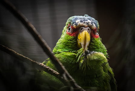 Green and Gray Bird Screenshot thumbnail