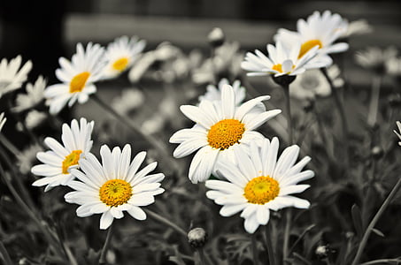selective color photography of white daisy flowers thumbnail
