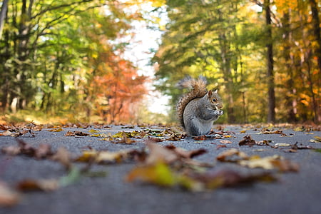 close up photograph of squirrel on asphalt road thumbnail