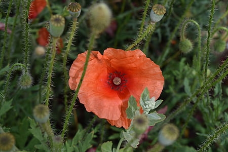 orange flower surrounded by green plants thumbnail