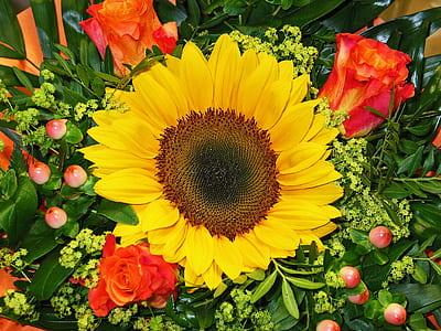 yellow sunflower thumbnail