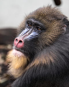 animal, cute, zoo, face thumbnail