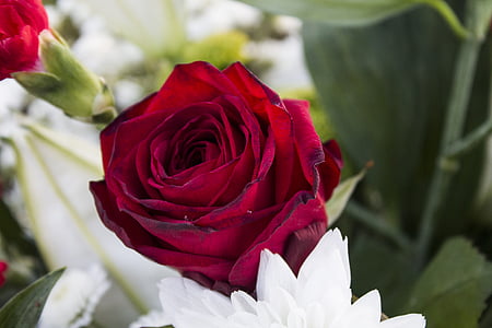 red rose flower thumbnail