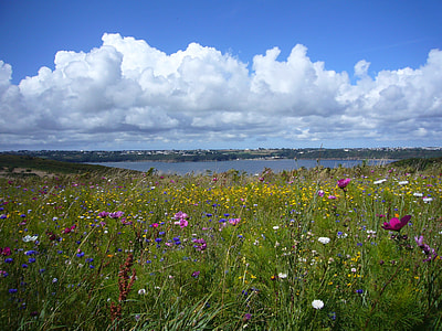 landscape photography of flower field under white cloudy sky during daytime thumbnail