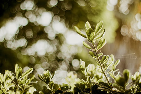 Selective Photograph of Green Plants at Daytime thumbnail