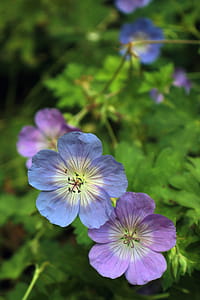 Geranium flowers in late Autumn. thumbnail