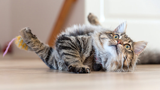 Surprised Cat on the floor thumbnail
