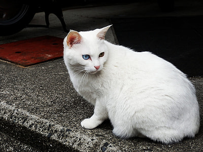 short-haired white cat thumbnail