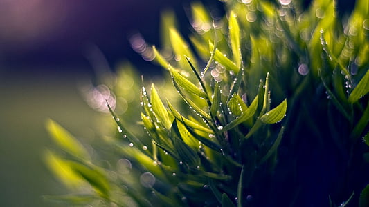 green leaf plant thumbnail