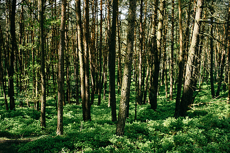 Spring forest thumbnail