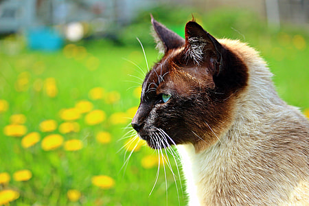 black and brown short-fur cat near green grass thumbnail