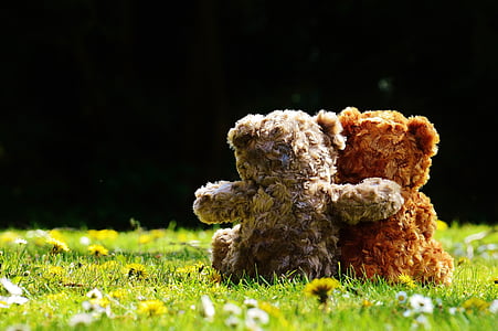 two brown and grey bear plush toys on green grass thumbnail