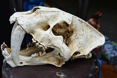 white animal skull in focus photo thumbnail