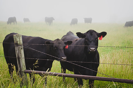 two black cattle on green grass field thumbnail