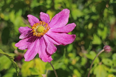 purple daisy thumbnail