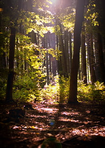 photography of woods thumbnail