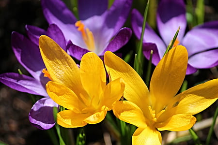close-up photography of yellow petaled flowers thumbnail