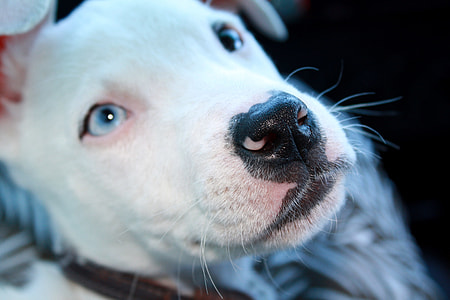 short-coated white puppy close-up phoot thumbnail