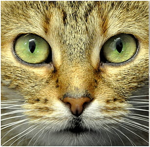 close up photography of orange cat thumbnail