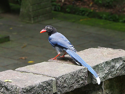 Blue Magpie, Long-Tailed Mountain Mother thumbnail