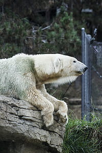 White Polar Bear thumbnail