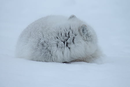 white and gray animal on ice thumbnail